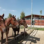 Aiceltis