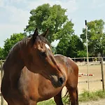Aiceltis Teolo
