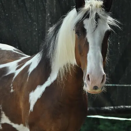 Aiceltis Bed & Breakfast Teolo