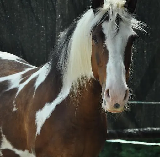 Aiceltis B&B 테올로