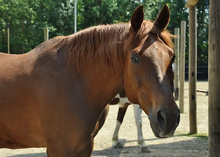 Aiceltis 4* 테올로