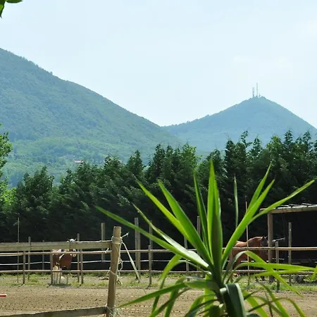 Aiceltis Teolo